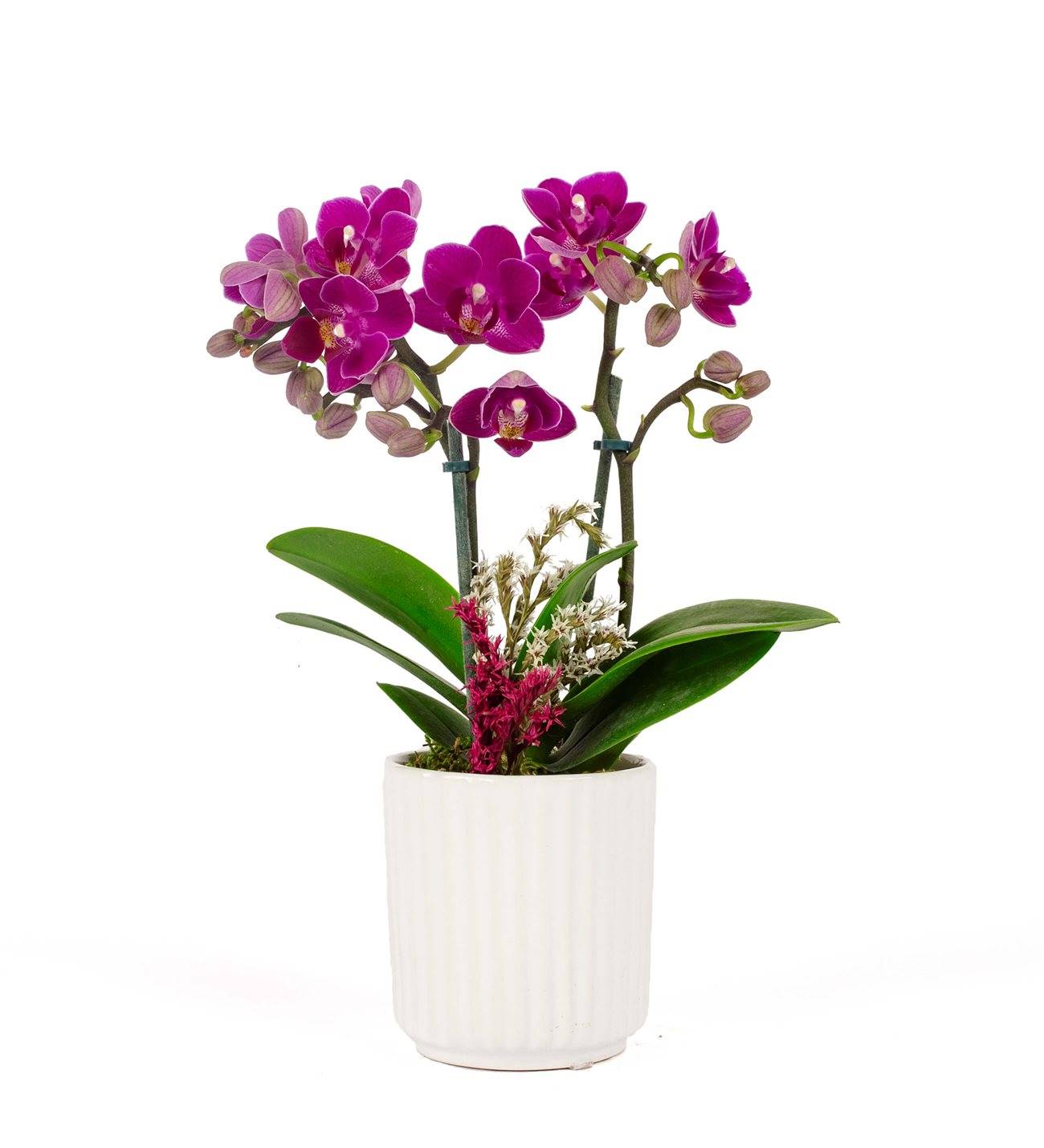 Mini Pembe Orkide