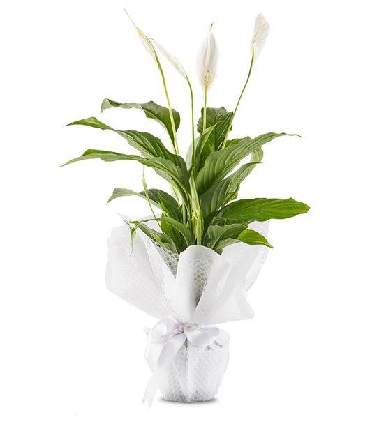 Saksıda Beyaz Spatifilyum Çiçeği